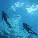 Private Snorkel Charter to the Key Largo Reef