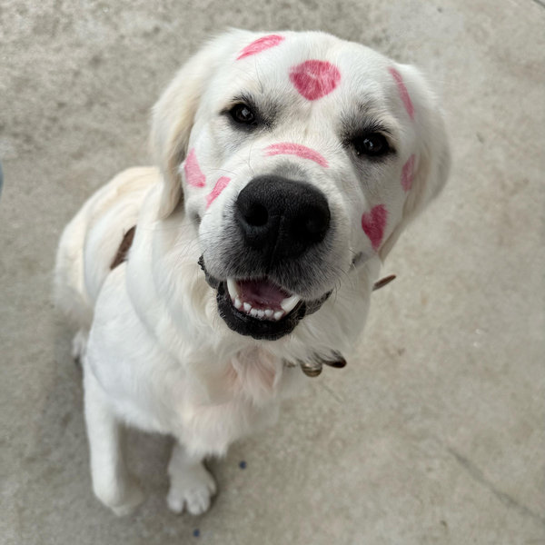 Our Golden Retriever Fund