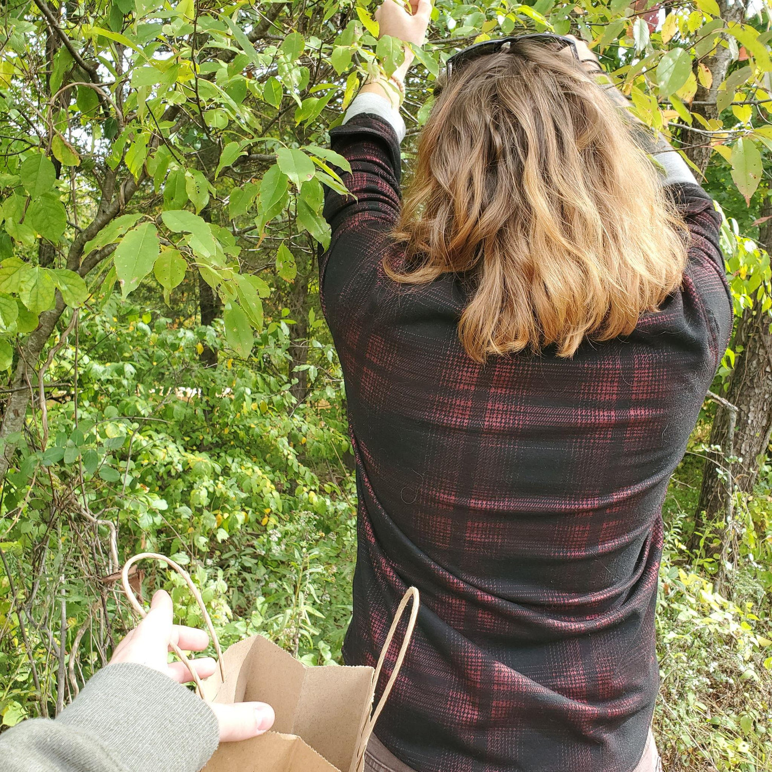 Marcel picking cherry tree leaves during a program Anna took him to for his first visit to the Cincinnati Nature Center, where he now works.