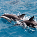 The Tropics Boat Tours
