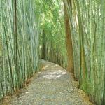 Wilderness Park/Bamboo Forest