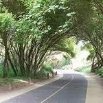 American River Trail