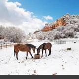 Best Friends Animal Sanctuary