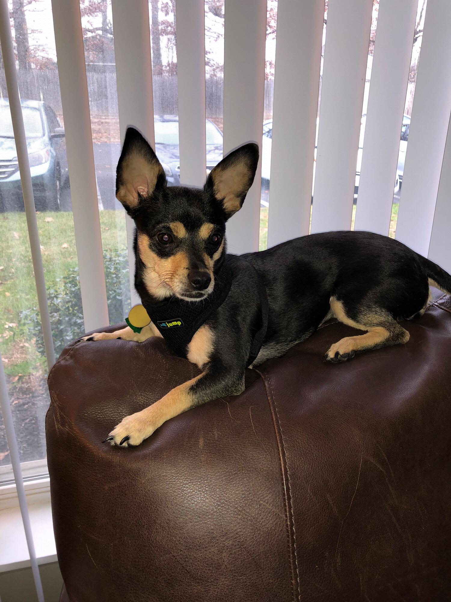 Our Ivy girl! Adopted December 1, 2019
