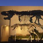 Museum of the Rockies