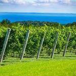 Leelanau Peninsula Wine Trail