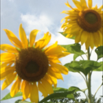 Lab Valley Sunflower Farm