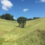 Sonoma Valley Regional Park