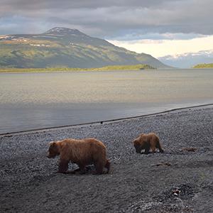 Fortress of the Bear Alaska Raptor and Totems