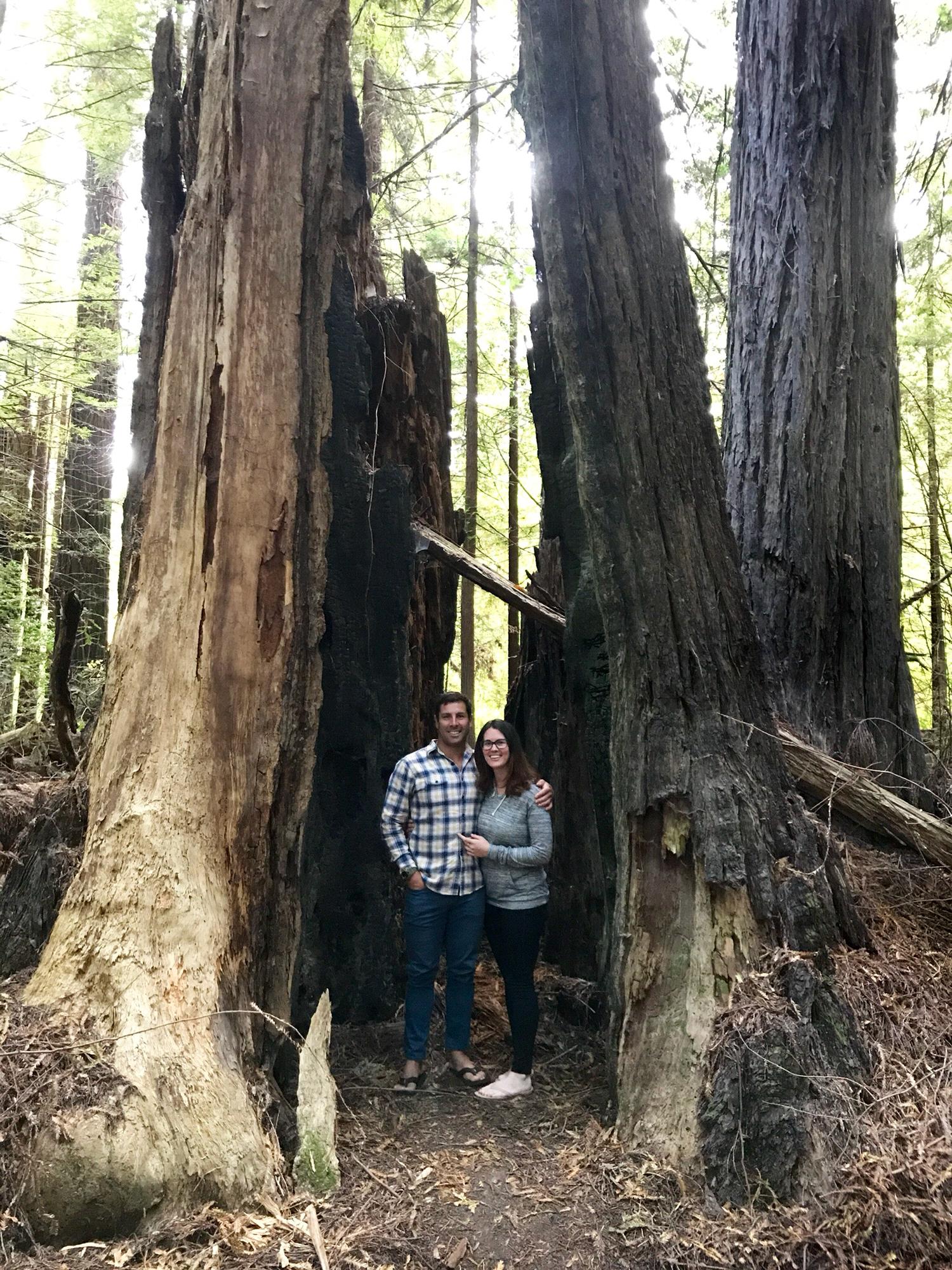 Redwood Avenue of Giants