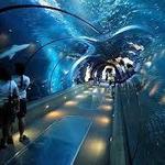 Shedd Aquarium