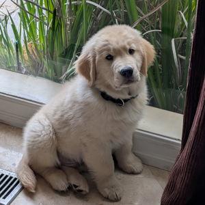 Puppy Fund