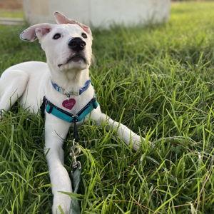 Oakland Animal Services