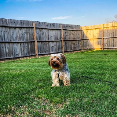 Our Puppy Daughter Pebbles