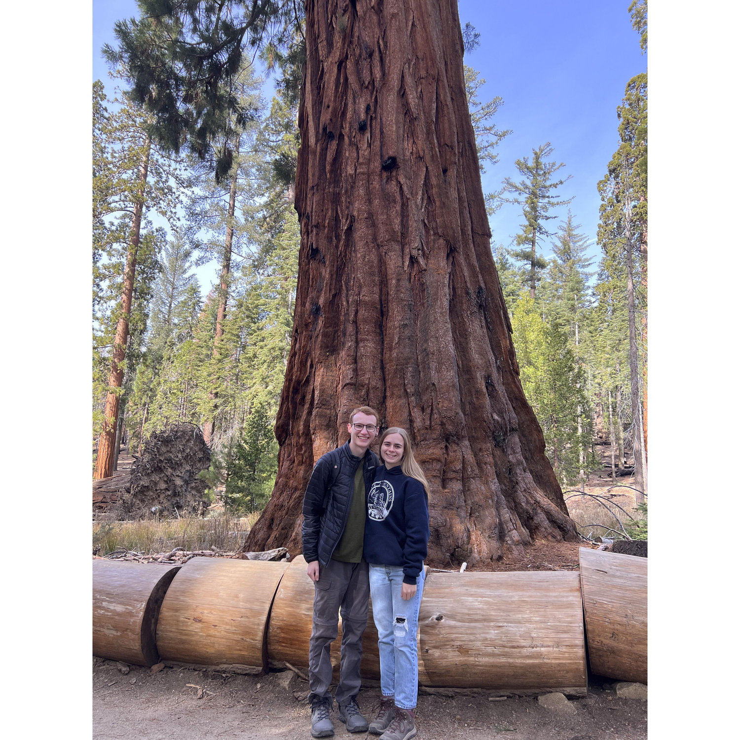 Redwoods in Yosemite National Park