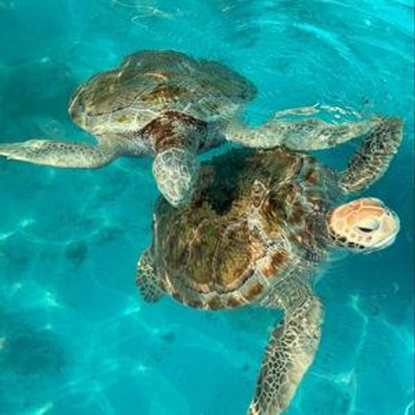 Turtle Corridor Snorkeling
