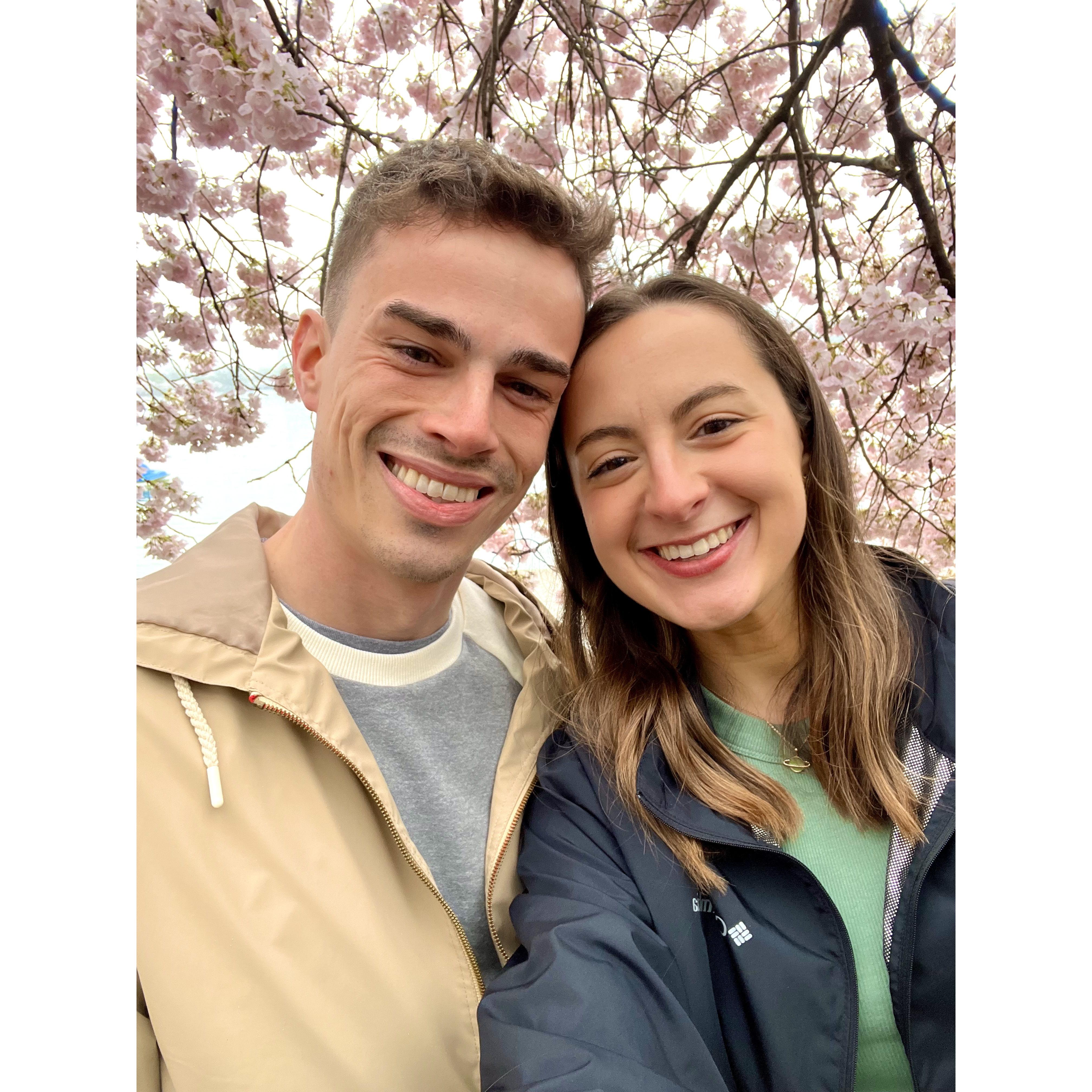 Cherry Blossoms 2023