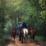 Horse Back Riding at The Greystone Inn