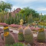 Desert Botanical Garden
