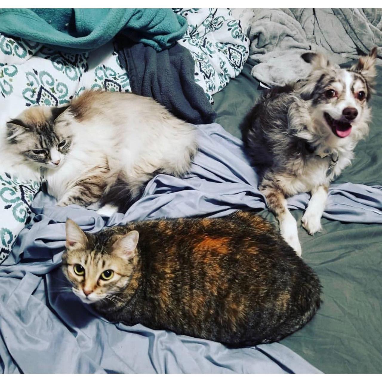 Our fur kiddos <3