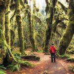 Hoh Rain Forest