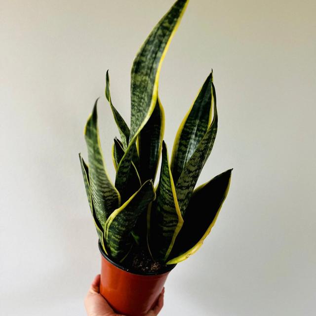 Sansevieria Superba - Very Full & Large - Easy Houseplants - Live Plant in 6” Pot