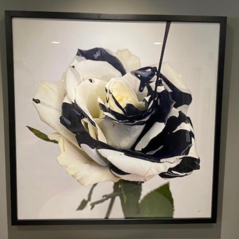 White Rose with Black (Print)