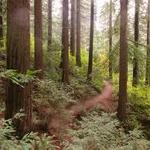 Hoyt Arboretum
