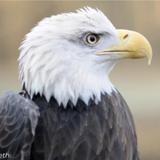 Carolina Raptor Center