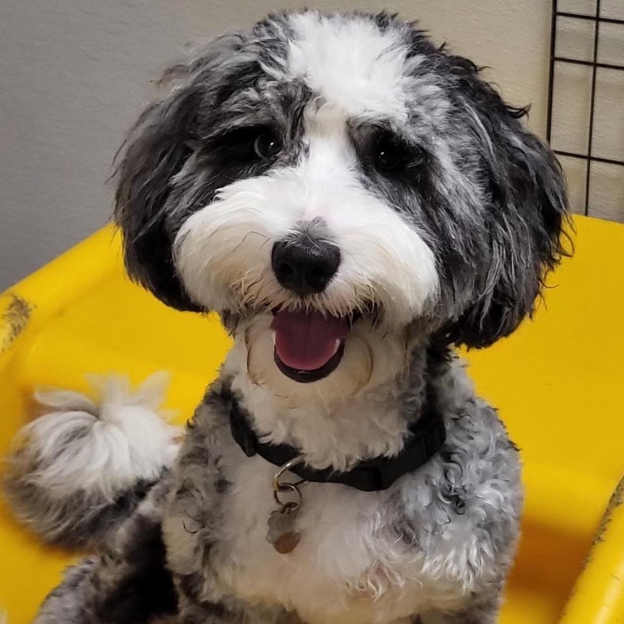 Year's Supply Of Pet Treats