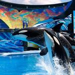 SeaWorld San Antonio