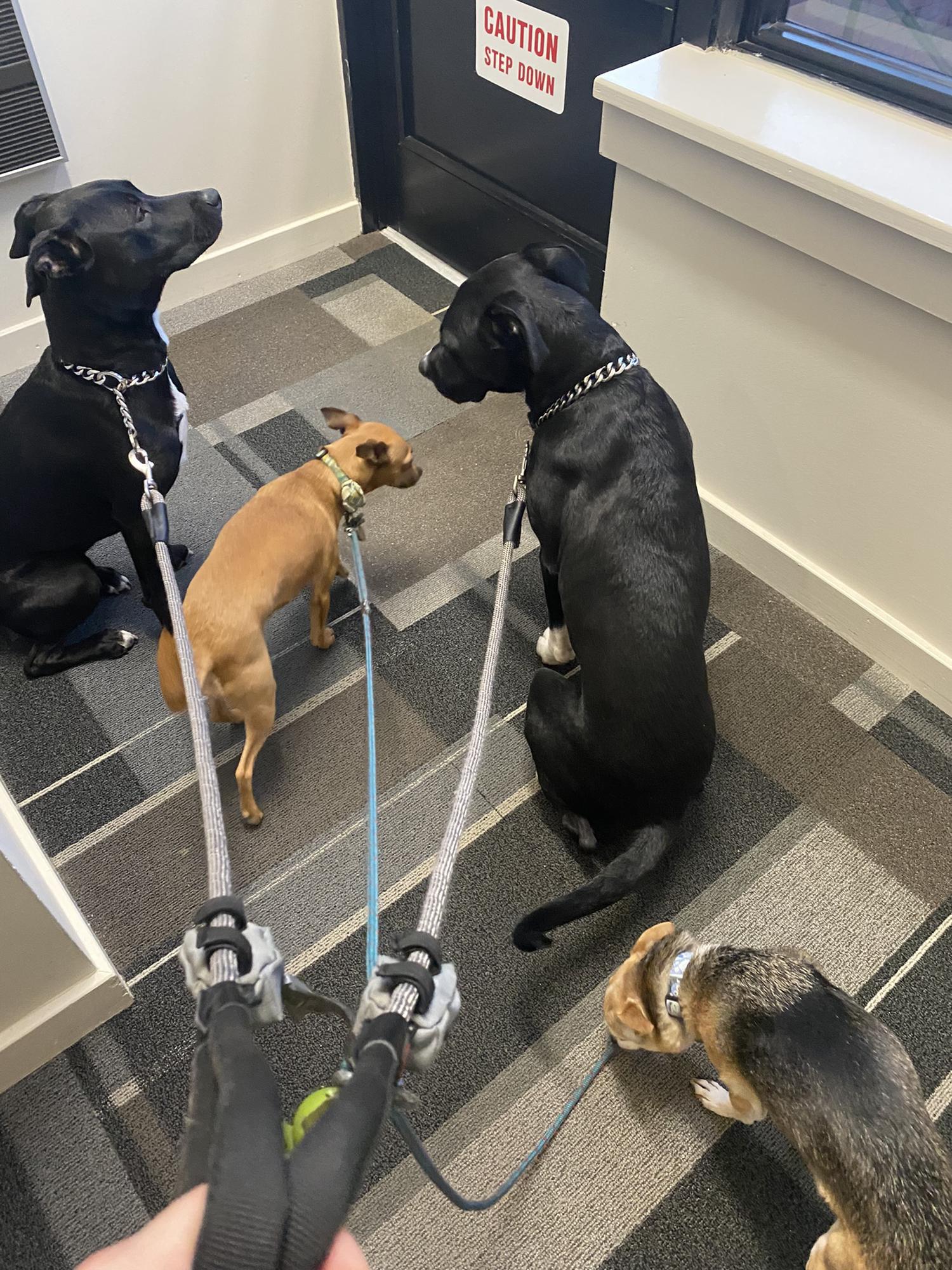 All four going for a walk