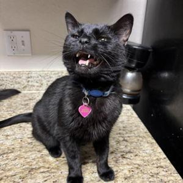 PetSmart Gift Card(s)