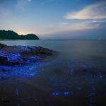 BIOLUMINESCENT BAY TOUR