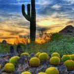 Desert Botanical Garden