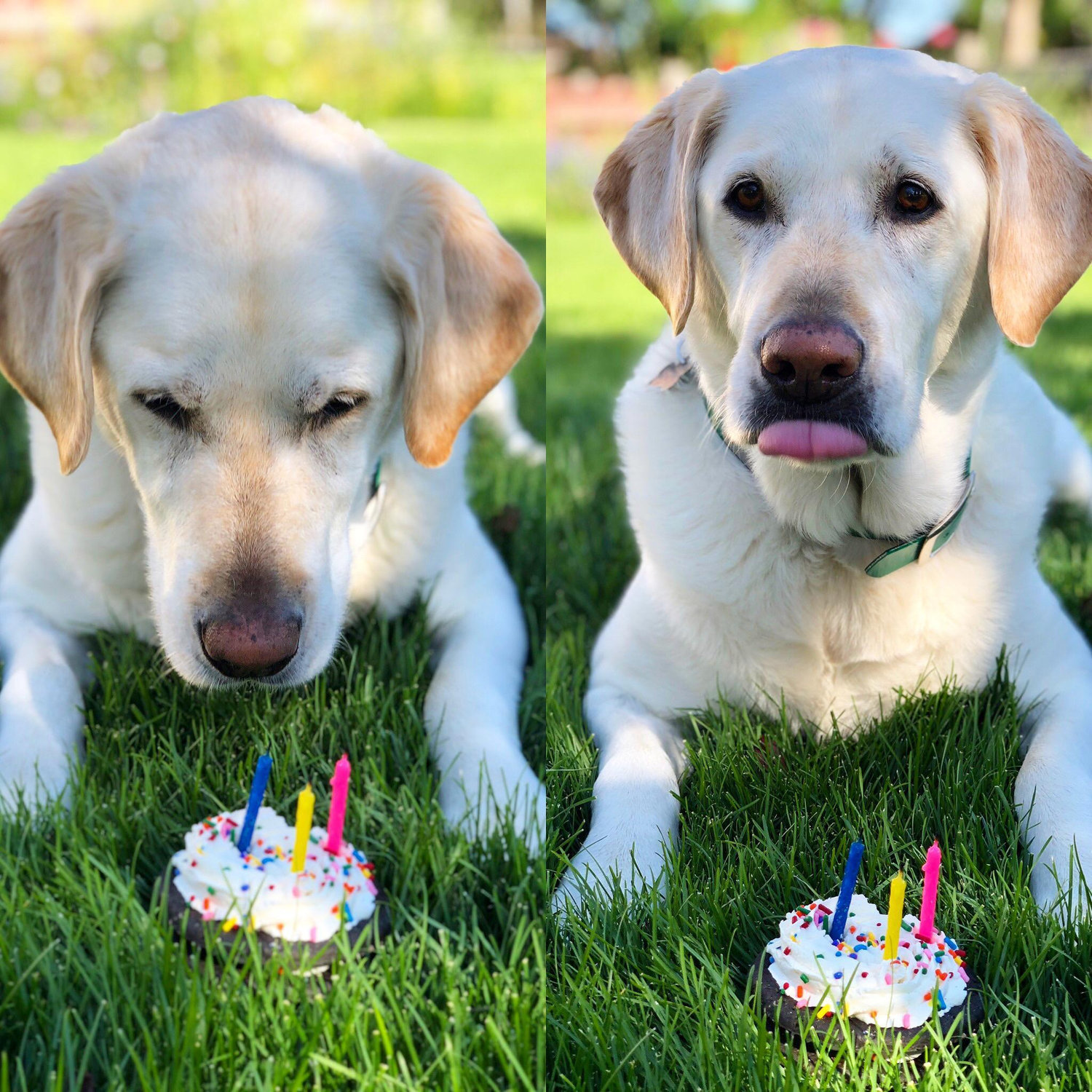 Wilson's 9th Birthday!