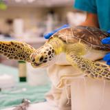 Georgia Sea Turtle Center