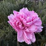 University of Kentucky Arboretum