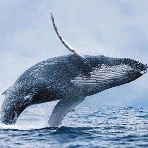 Whale Watching Tour