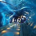 Newport Aquarium