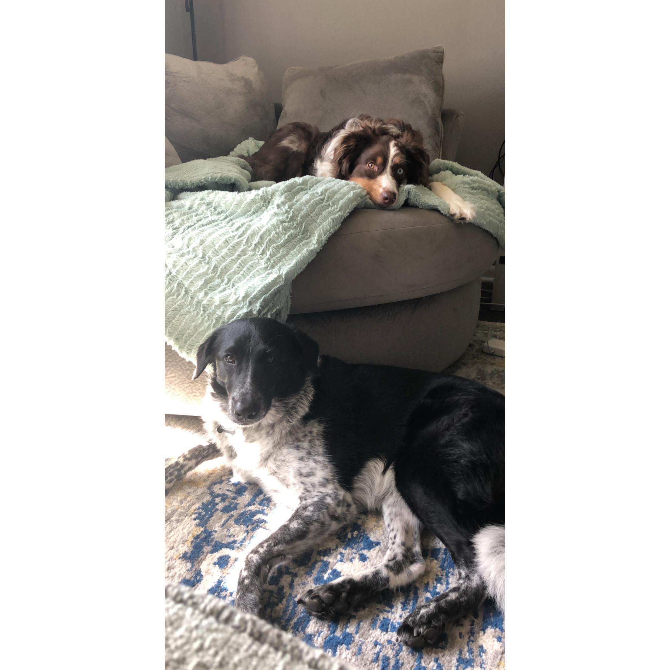 Mika (top) and Ellie (bottom), our special girls