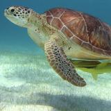 Sea Turtle & Cenote Snorkeling 🤿