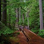 Trail of the Cedars Nature Trailhead