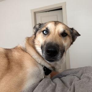 Boscoe Wedding/Honeymoon Boarding Fund