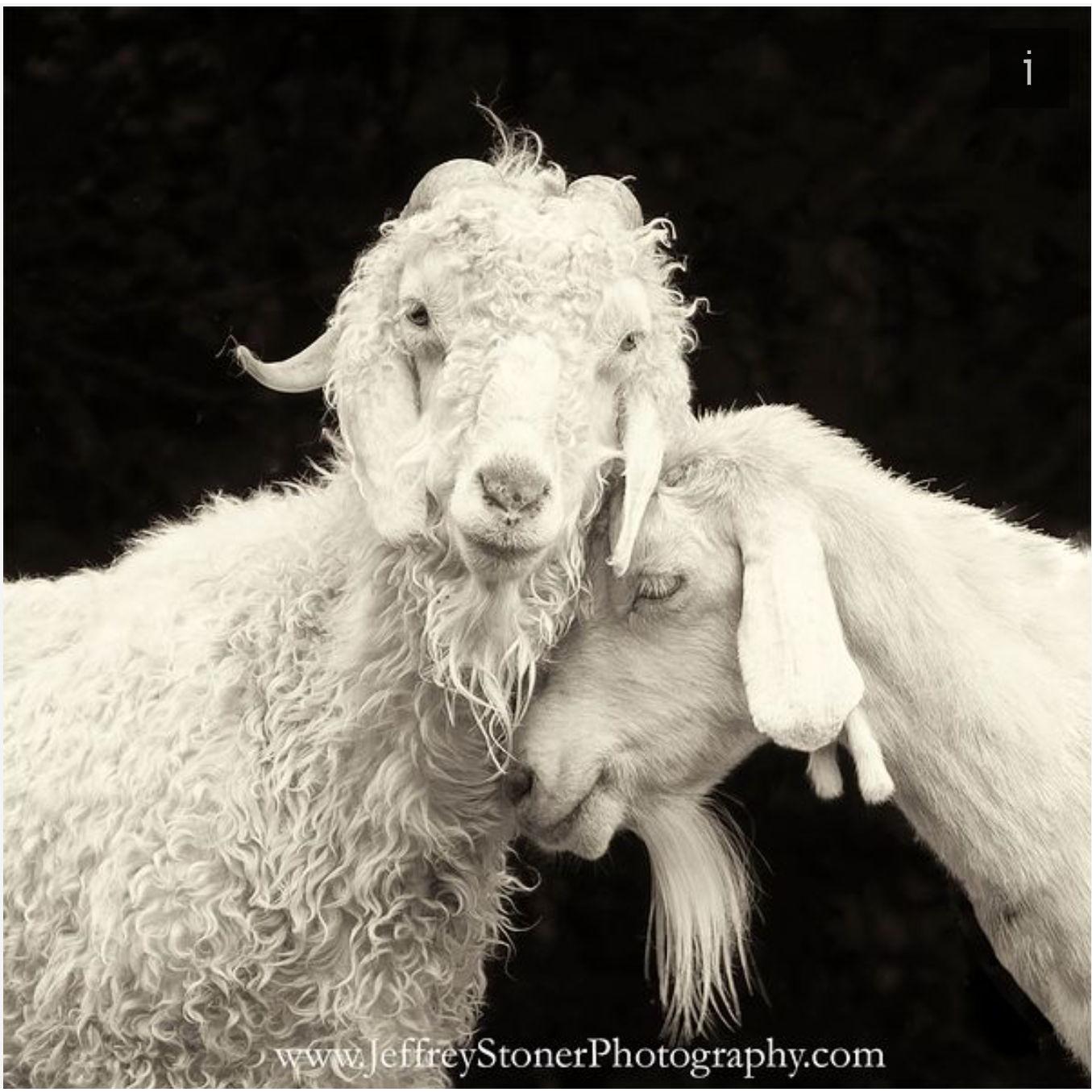 Us as goats.