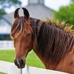 Kentucky Horse Park