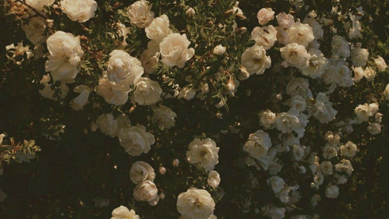 The Wedding Website of Peter Alahiotis and Jana Hondzeas