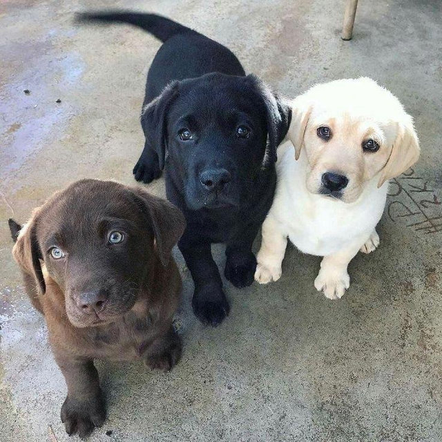 Our puppy fund!