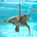 Loggerhead Marinelife Center