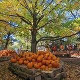 Vala's Pumpkin Patch & Apple Orchard
